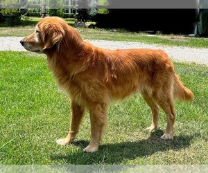 Father of the Golden Retriever puppies born on 06/26/2023