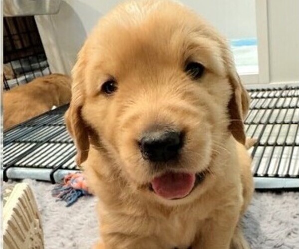 Medium Photo #1 Golden Retriever Puppy For Sale in COEUR D ALENE, ID, USA
