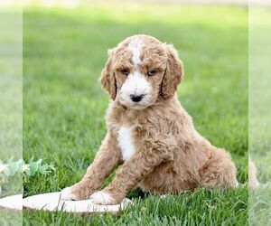 Goldendoodle Puppy for sale in RONKS, PA, USA