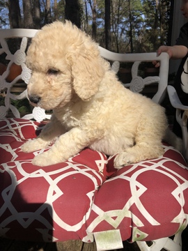 Medium Photo #5 Labradoodle Puppy For Sale in KATY, TX, USA