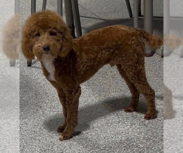 Medium Photo #2 Poodle (Miniature) Puppy For Sale in Fort Wayne, IN, USA