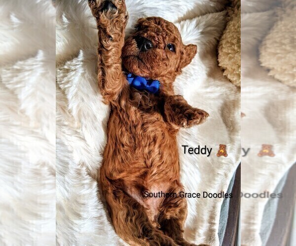 Medium Photo #28 Goldendoodle (Miniature) Puppy For Sale in GASTONIA, NC, USA