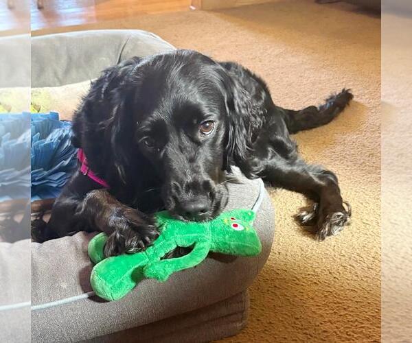 Medium Photo #8 English Springer Spaniel-Unknown Mix Puppy For Sale in Rootstown, OH, USA