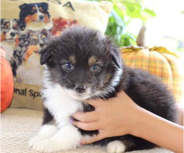 Medium Photo #2 Australian Shepherd Puppy For Sale in DANVILLE, PA, USA