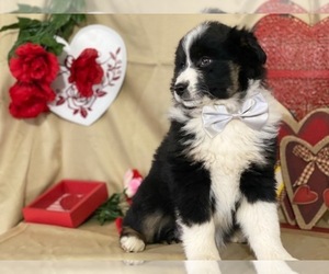 Australian Shepherd Puppy for sale in LANCASTER, PA, USA