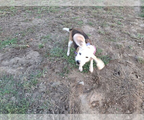 Medium Photo #2 Beagle Puppy For Sale in Coldwater, MI, USA