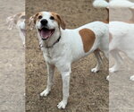 Small #1 American Foxhound-Labrador Retriever Mix