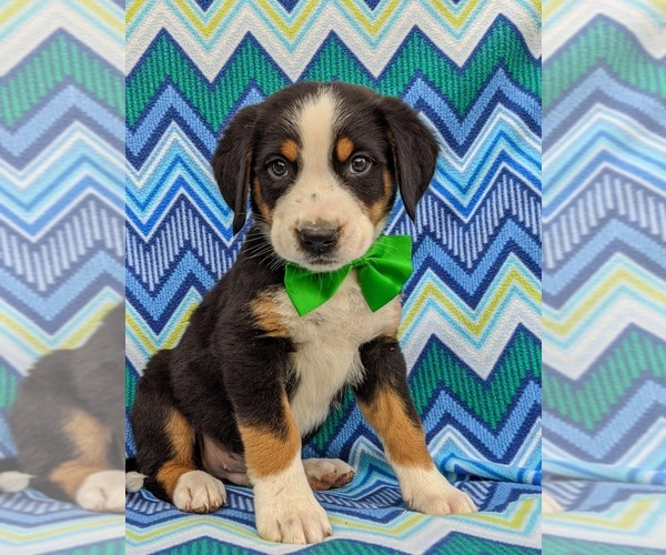 Medium Photo #1 Greater Swiss Mountain Dog Puppy For Sale in AIRVILLE, PA, USA