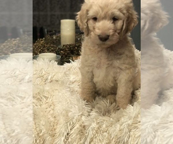 Medium Photo #7 Double Doodle Puppy For Sale in BLAKELY, GA, USA