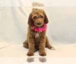 Small Photo #2 Goldendoodle Puppy For Sale in PRESCOTT VALLEY, AZ, USA