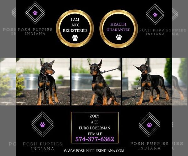 Medium Photo #38 Doberman Pinscher Puppy For Sale in WARSAW, IN, USA