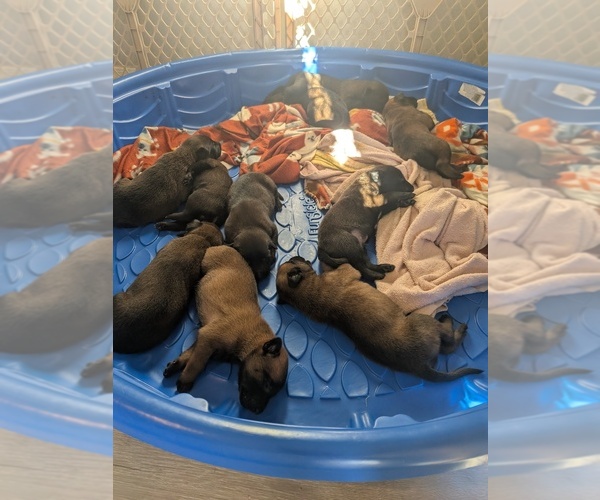 Medium Photo #6 Belgian Malinois Puppy For Sale in SILOAM SPRINGS, AR, USA