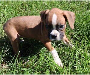 Boxer Puppy for sale in BLOOMINGTON, IN, USA