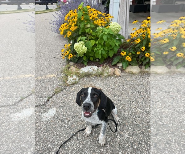 Medium Photo #3 Mutt Puppy For Sale in Clinton , MI, USA