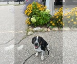 Small #2 Mutt