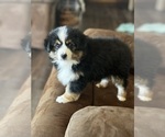 Puppy Ruby Miniature Australian Shepherd