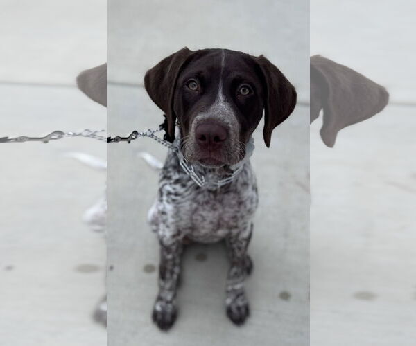 Medium Photo #2 Lab-Pointer Puppy For Sale in McKinney, TX, USA