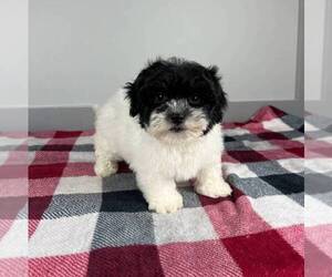Maltipoo Puppy for sale in FRANKLIN, IN, USA
