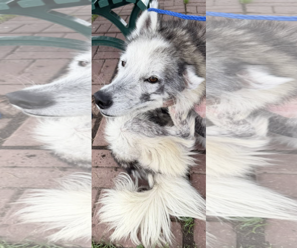 Medium Photo #2 Siberian Husky-Unknown Mix Puppy For Sale in Kankakee, IL, USA