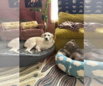 Small #1 Great Pyrenees Mix