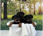 Small Photo #1 Rottweiler Puppy For Sale in MADERA, CA, USA