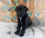 Small Photo #2 Labrador Retriever-Unknown Mix Puppy For Sale in FRAMINGHAM, MA, USA