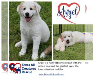 Mutt Dogs for adoption in Lillian, TX, USA