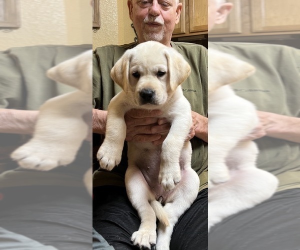 Medium Photo #7 Labrador Retriever Puppy For Sale in LAKE ALFRED, FL, USA
