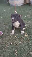 American Staffordshire Terrier Puppy for sale in ANZA, CA, USA