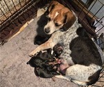 Small Photo #1 Beagle Puppy For Sale in BUFFALO, MO, USA