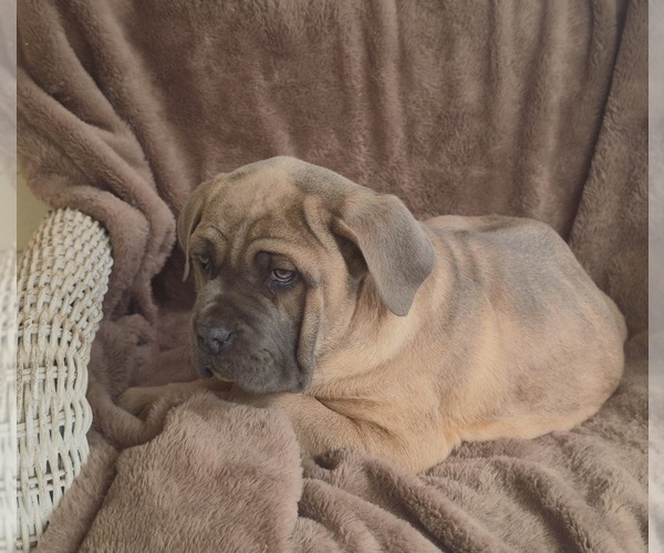 Medium Photo #4 Cane Corso Puppy For Sale in MINERAL WELLS, WV, USA