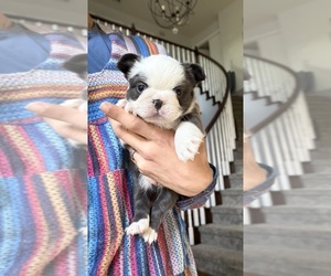 French Bulldog Puppy for sale in SACRAMENTO, CA, USA