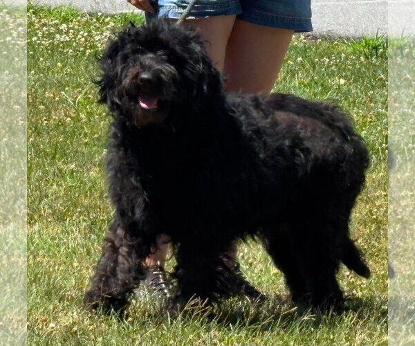 Medium Photo #3 Poodle (Standard)-Unknown Mix Puppy For Sale in Rustburg, VA, USA
