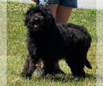 Small #2 Poodle (Standard) Mix