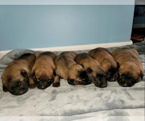 Belgian Malinois Puppy for sale in ROGERSVILLE, MO, USA