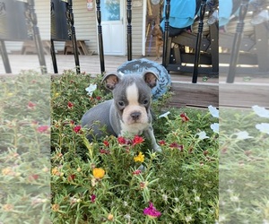 Faux Frenchbo Bulldog Puppy for sale in FREDONIA, KS, USA