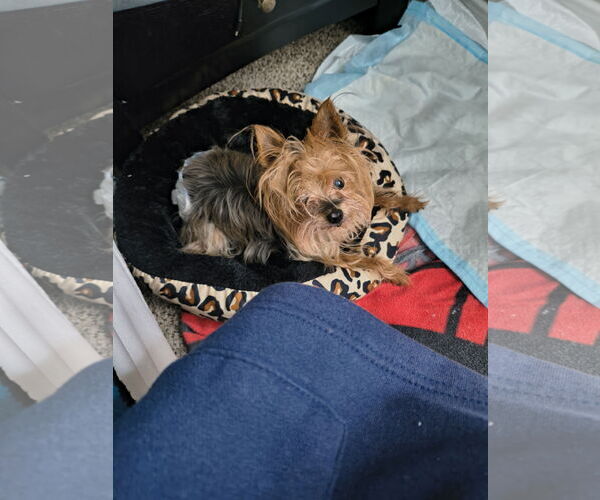 Medium Photo #3 Mutt Puppy For Sale in Spring, TX, USA