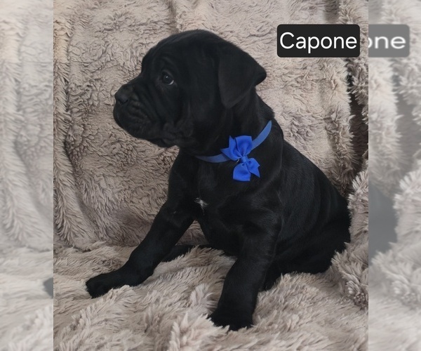 Medium Photo #3 Cane Corso Puppy For Sale in MINERAL WELLS, WV, USA