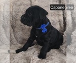 Small #2 Cane Corso