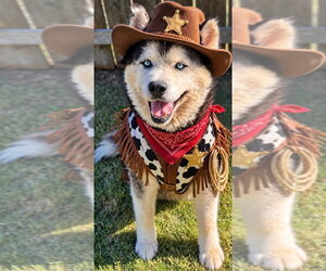 Thunder - Male Alaskan Malamute Dog for Adoption