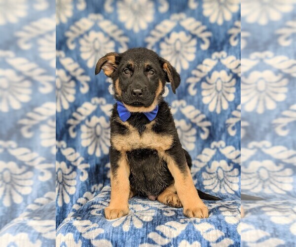 Medium Photo #10 German Shepherd Dog Puppy For Sale in KIRKWOOD, PA, USA