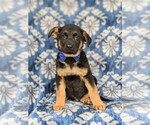 Small Photo #10 German Shepherd Dog Puppy For Sale in KIRKWOOD, PA, USA