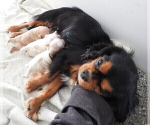 Mother of the Cavapoo puppies born on 01/08/2025