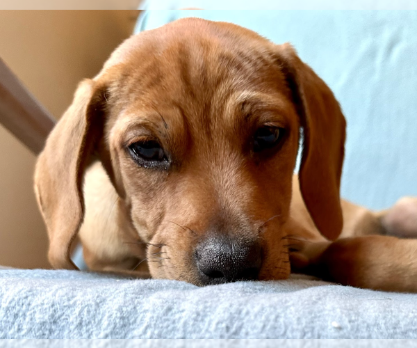 Medium Photo #7 Labrador Retriever-Unknown Mix Puppy For Sale in Brooklyn, NY, USA