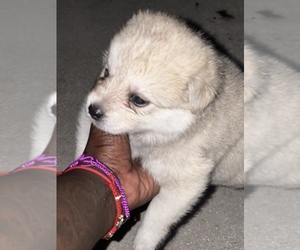 Pomsky Puppy for sale in ROYAL PALM BEACH, FL, USA