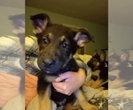 Small Photo #18 German Shepherd Dog Puppy For Sale in FRANKLIN, GA, USA