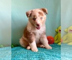 Small Photo #14 Miniature Australian Shepherd Puppy For Sale in BOUSE, AZ, USA