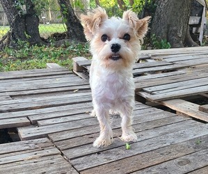 Father of the Morkie-Pembroke Welsh Corgi Mix puppies born on 05/21/2026