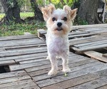 Small Photo #1 Morkie-Pembroke Welsh Corgi Mix Puppy For Sale in ARLINGTON, TX, USA