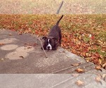 Small Photo #13 Olde English Bulldogge Puppy For Sale in KANSAS CITY, MO, USA
